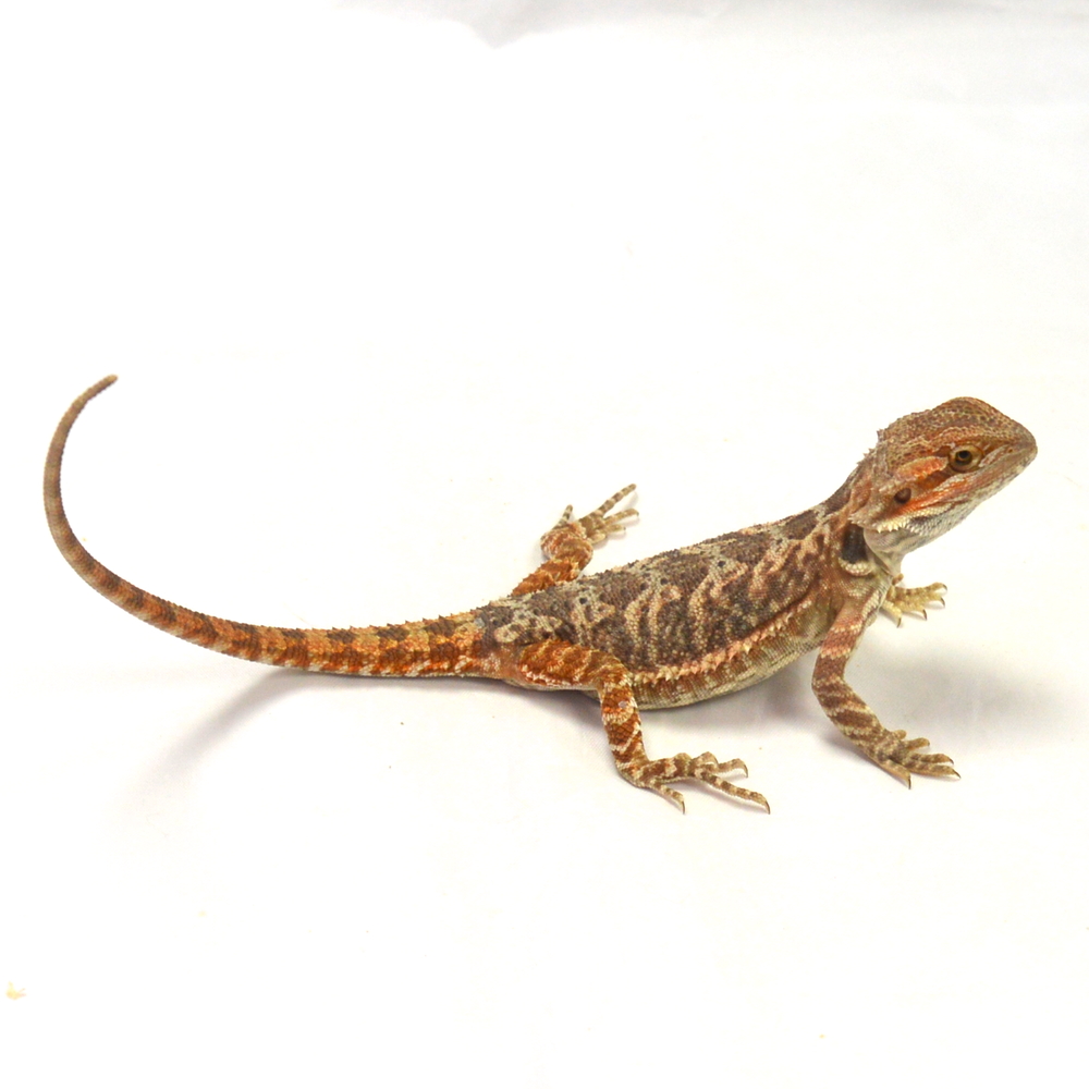weibliche Farb-Bartagame, eigene Nachzucht, Schlupf Mai 2026, 41 g, 26 cm, Pogona vitticeps