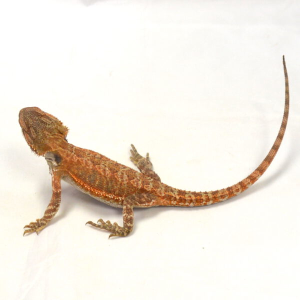 weibliche Farb-Bartagame, eigene Nachzucht, Schlupf Mai 2026, 32 g, 24 cm, Pogona vitticeps