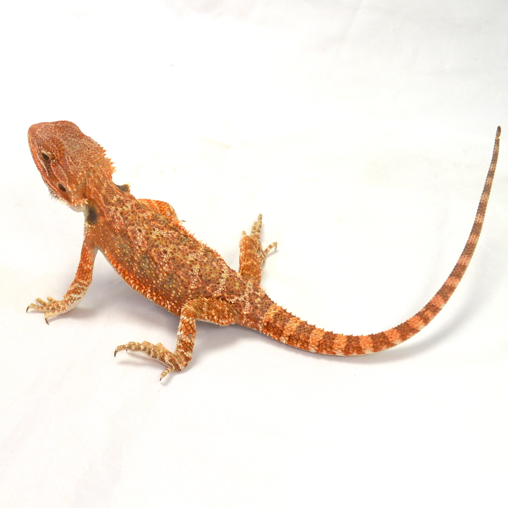 weibliche Farb-Bartagame, eigene Nachzucht, Schlupf Juni 2026, 31 g, 24 cm, Pogona vitticeps – Bild 3