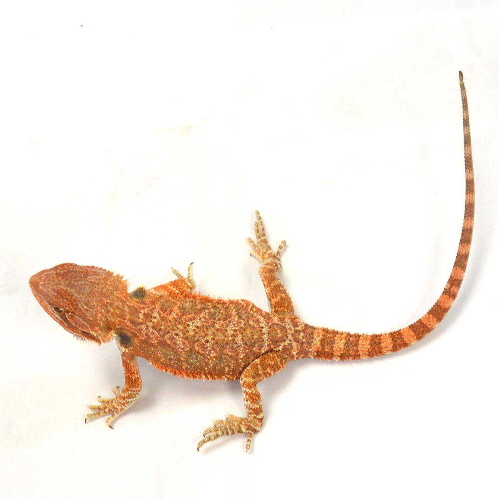 weibliche Farb-Bartagame, eigene Nachzucht, Schlupf Juni 2026, 31 g, 24 cm, Pogona vitticeps – Bild 2