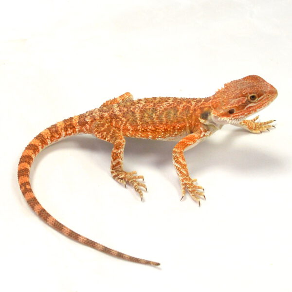 weibliche Farb-Bartagame, eigene Nachzucht, Schlupf Juni 2026, 31 g, 24 cm, Pogona vitticeps