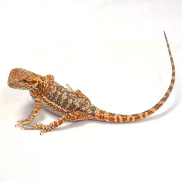weibliche Farb-Bartagame, eigene Nachzucht, Schlupf Juni 2026, 30 g, 24 cm, Pogona vitticeps