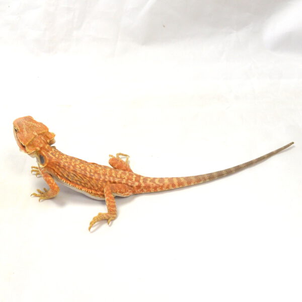 weibliche Farb-Bartagame, eigene Nachzucht, Schlupf Mai 2026, 44 g, 26 cm, Pogona vitticeps