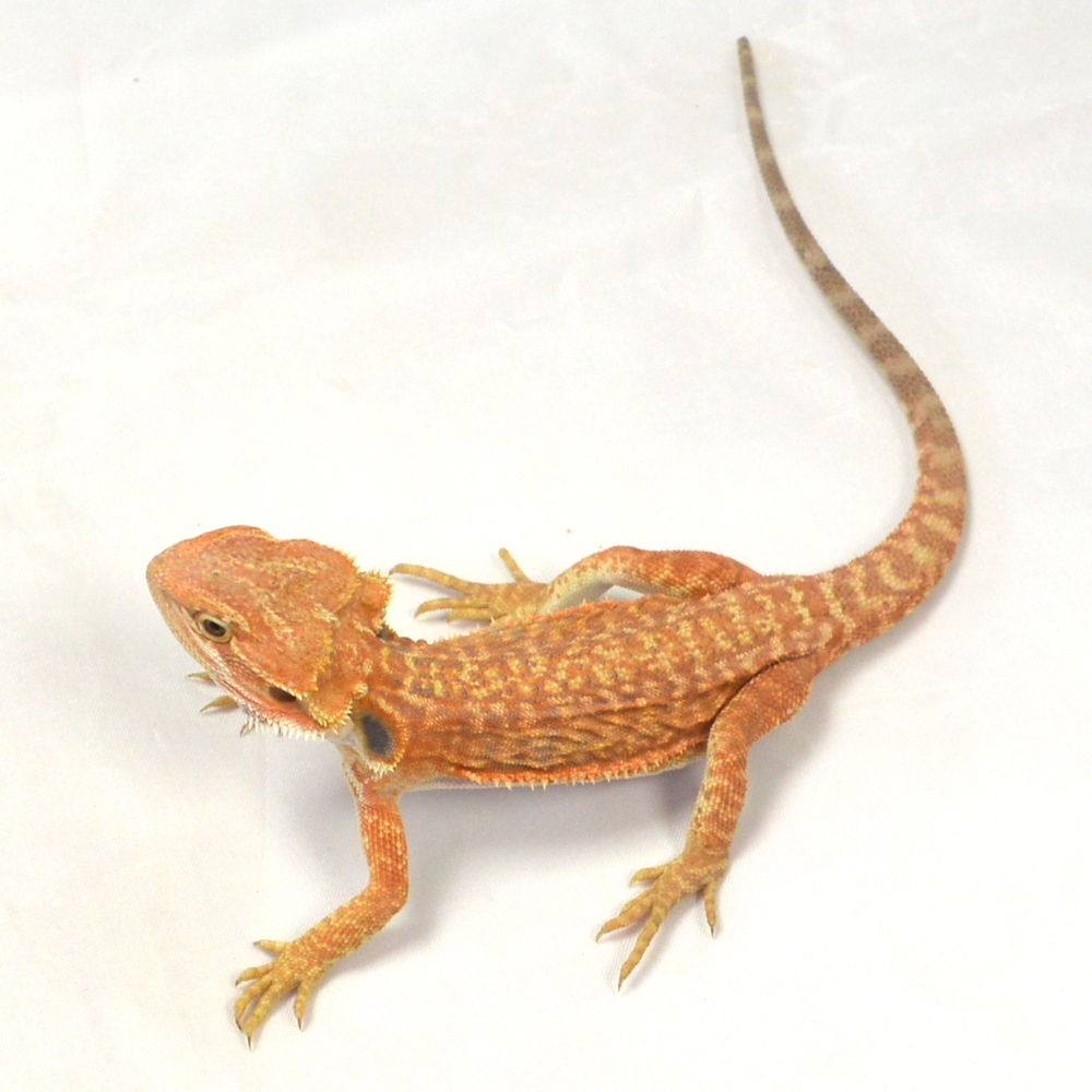 weibliche Farb-Bartagame, eigene Nachzucht, Schlupf Mai 2026, 44 g, 26 cm, Pogona vitticeps – Bild 2