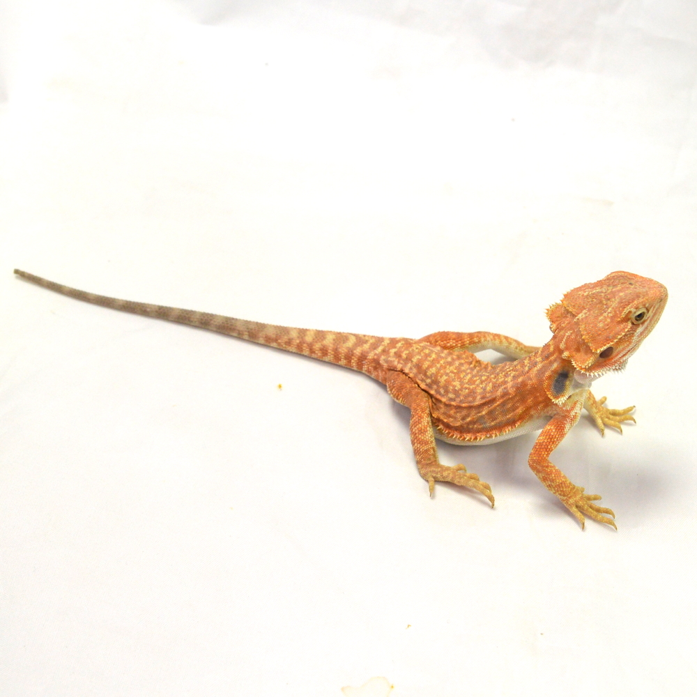 weibliche Farb-Bartagame, eigene Nachzucht, Schlupf Mai 2026, 44 g, 26 cm, Pogona vitticeps – Bild 3