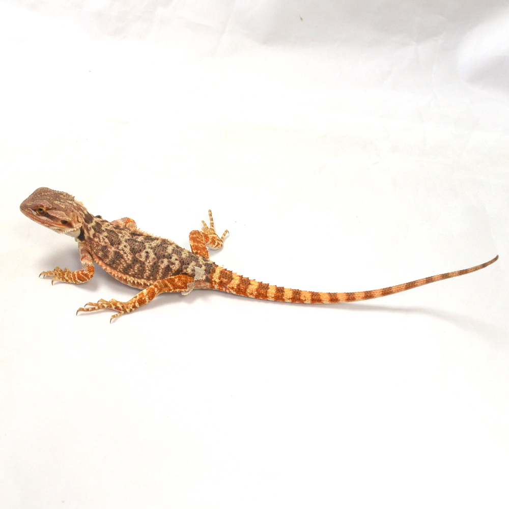 weibliche Farb-Bartagame, eigene Nachzucht, Schlupf Juni 2026, 30 g, 25 cm, Pogona vitticeps – Bild 3