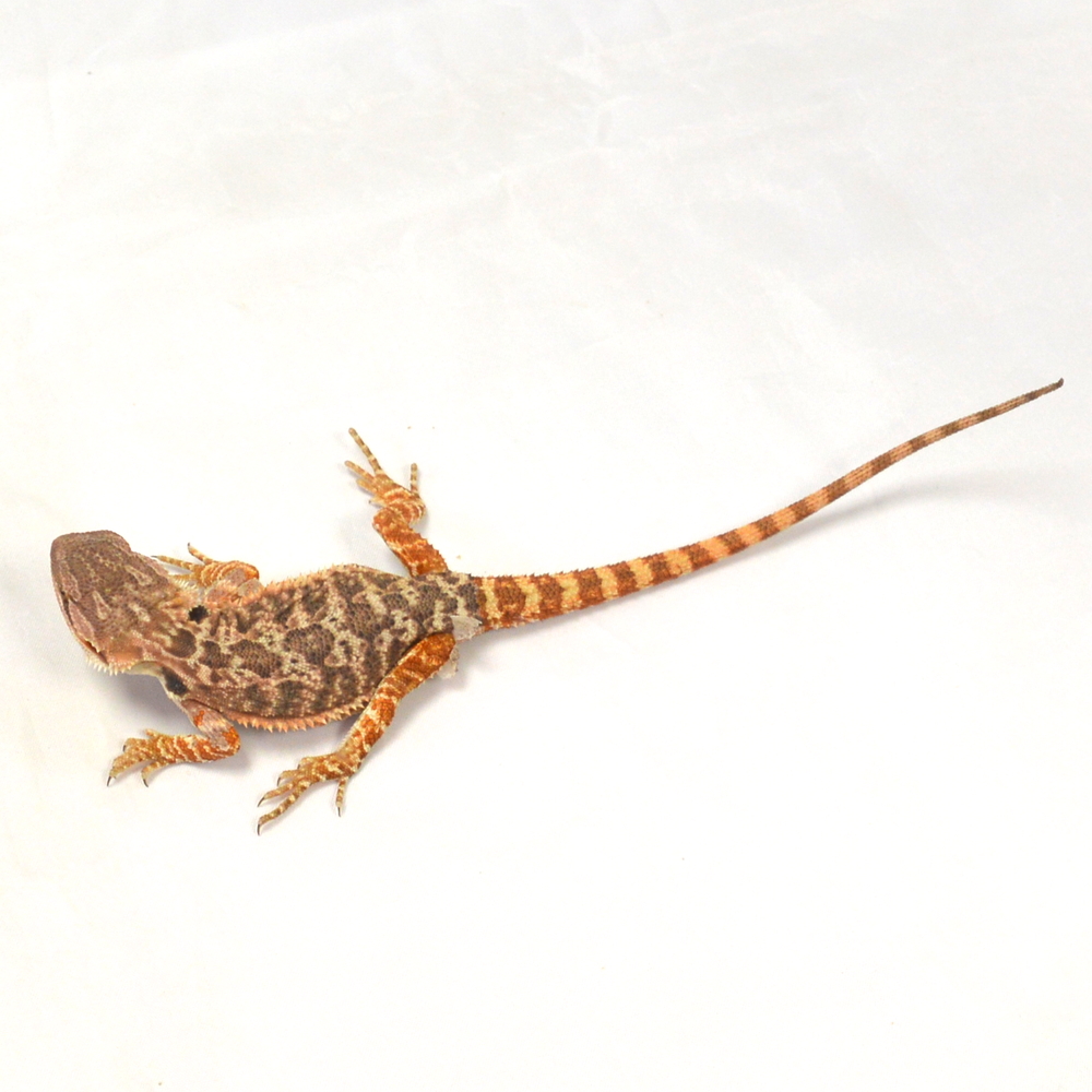 weibliche Farb-Bartagame, eigene Nachzucht, Schlupf Juni 2026, 30 g, 25 cm, Pogona vitticeps – Bild 2