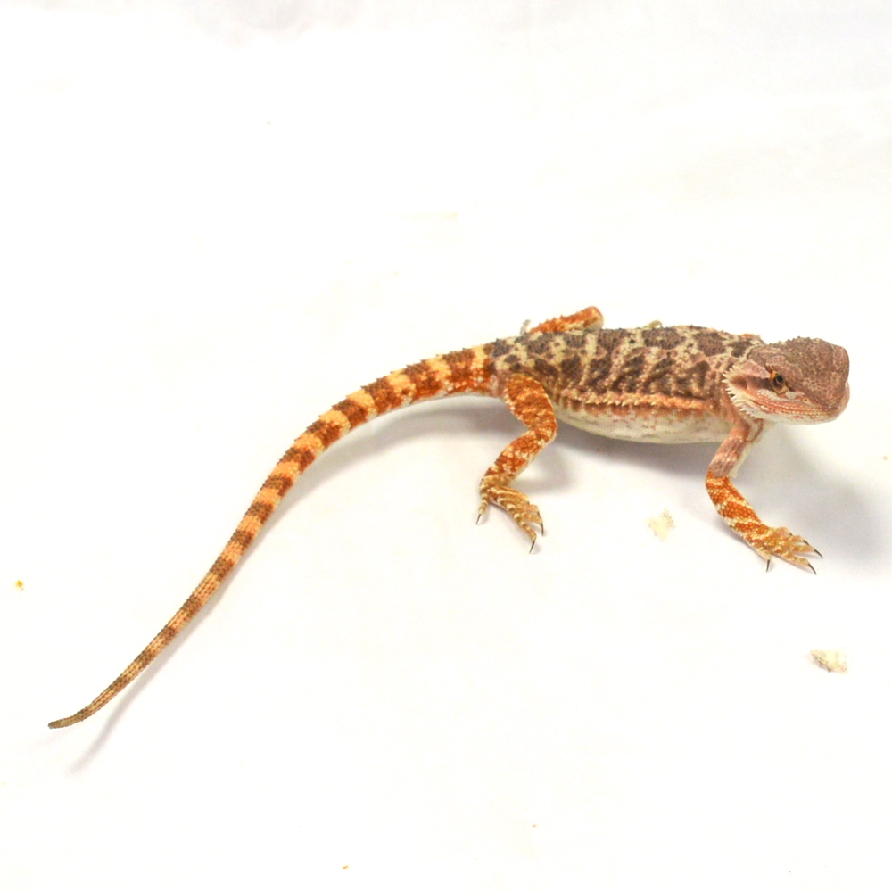 weibliche Farb-Bartagame, eigene Nachzucht, Schlupf Juni 2026, 30 g, 25 cm, Pogona vitticeps