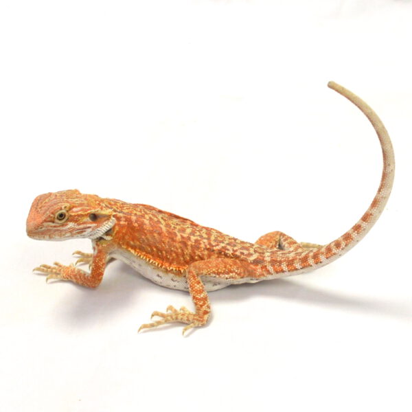 weibliche Farb-Bartagame, eigene Nachzucht, Schlupf Mai 2026, 36 g, 22 cm, Pogona vitticeps