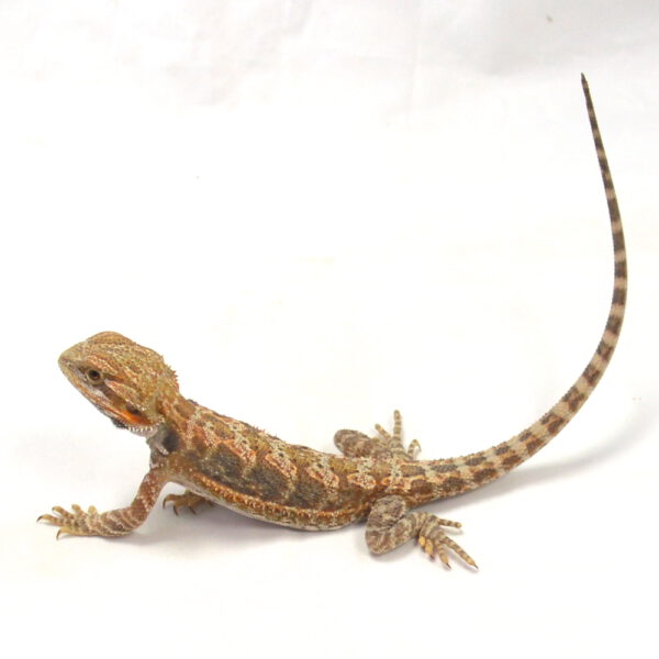 weibliche Farb-Bartagame, eigene Nachzucht, Schlupf Juni 2026, 27 g, 24 cm, Pogona vitticeps