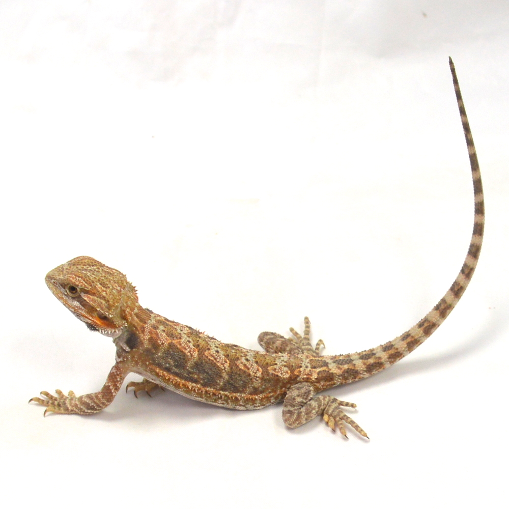 weibliche Farb-Bartagame, eigene Nachzucht, Schlupf Juni 2026, 27 g, 24 cm, Pogona vitticeps