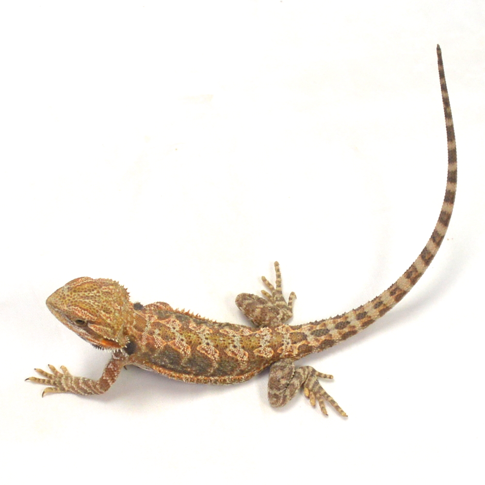 weibliche Farb-Bartagame, eigene Nachzucht, Schlupf Juni 2026, 27 g, 24 cm, Pogona vitticeps – Bild 3