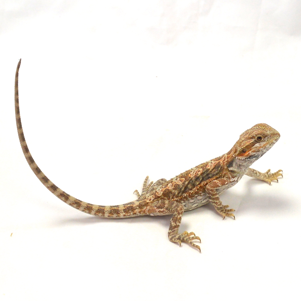 weibliche Farb-Bartagame, eigene Nachzucht, Schlupf Juni 2026, 27 g, 24 cm, Pogona vitticeps – Bild 2