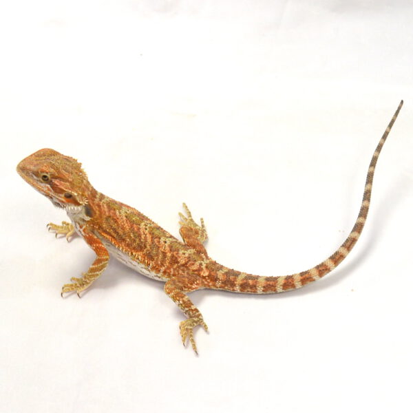 weibliche Farb-Bartagame, eigene Nachzucht, Schlupf Juni 2026, 24 g, 24 cm, Pogona vitticeps