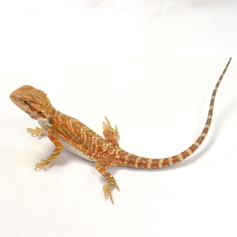 weibliche Farb-Bartagame, eigene Nachzucht, Schlupf Juni 2026, 24 g, 24 cm, Pogona vitticeps