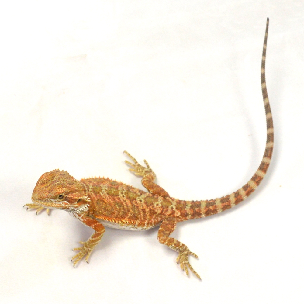 weibliche Farb-Bartagame, eigene Nachzucht, Schlupf Juni 2026, 24 g, 24 cm, Pogona vitticeps – Bild 3