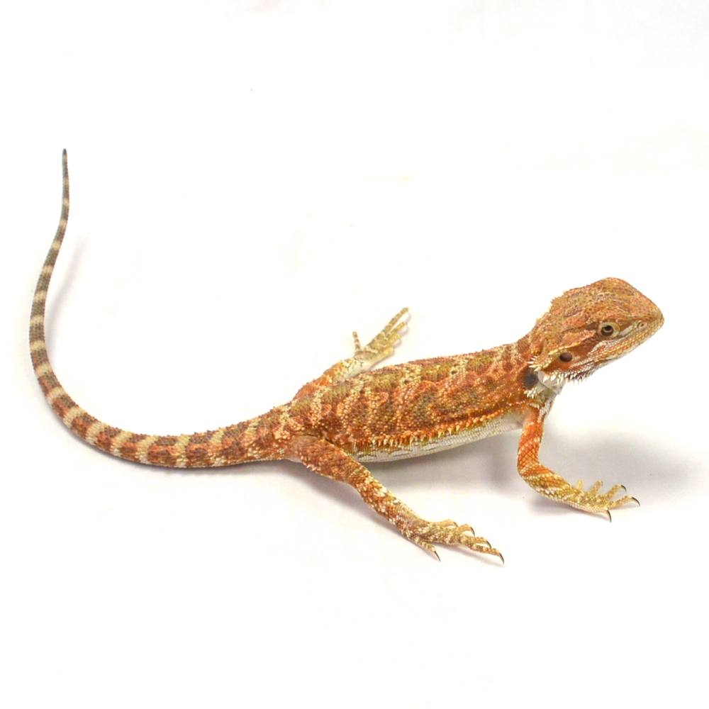 weibliche Farb-Bartagame, eigene Nachzucht, Schlupf Juni 2026, 24 g, 24 cm, Pogona vitticeps – Bild 2