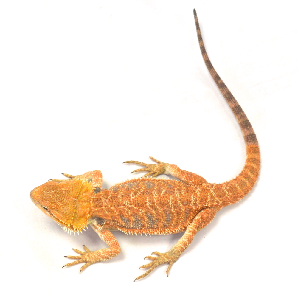 weibliche Farb-Bartagame, eigene Nachzucht, Schlupf April 2026, 85 g, 33 cm, Pogona vitticeps – Bild 2