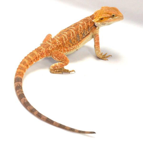 weibliche Farb-Bartagame, eigene Nachzucht, Schlupf April 2026, 85 g, 33 cm, Pogona vitticeps
