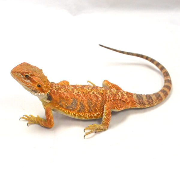 weibliche Farb-Bartagame, eigene Nachzucht, Schlupf April 2026, 95 g, 33 cm, Pogona vitticeps