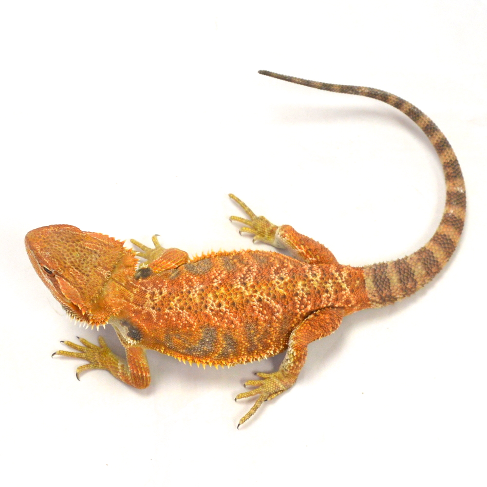 weibliche Farb-Bartagame, eigene Nachzucht, Schlupf April 2026, 95 g, 33 cm, Pogona vitticeps – Bild 3