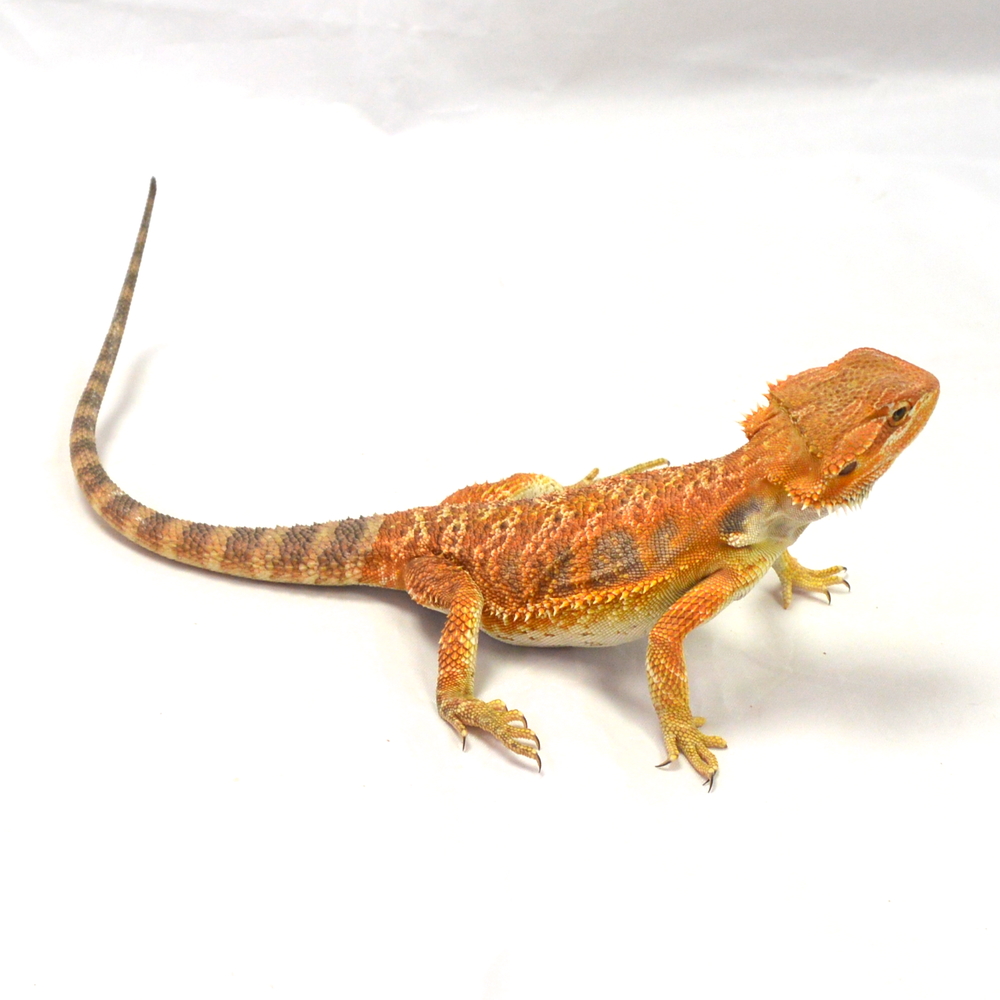 weibliche Farb-Bartagame, eigene Nachzucht, Schlupf April 2026, 95 g, 33 cm, Pogona vitticeps – Bild 2