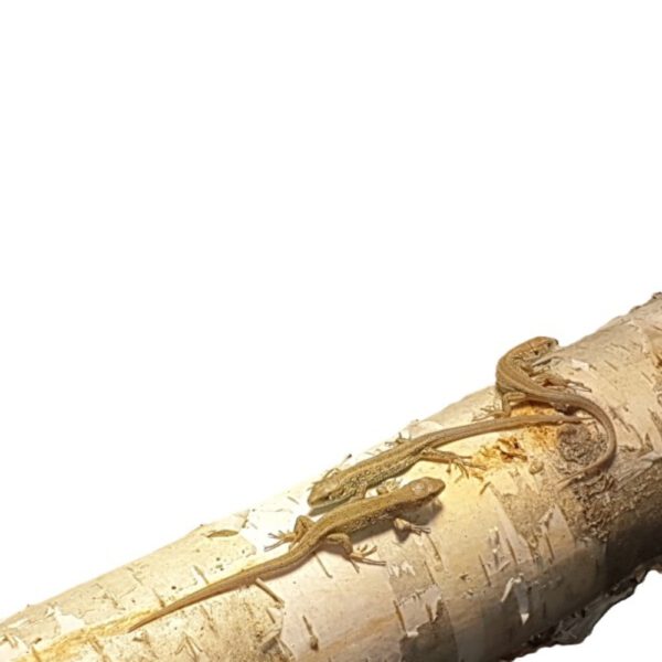 weibliche Zauneidechse, eigene Nachzucht, Schlupf Juni 2026, Lacerta agilis