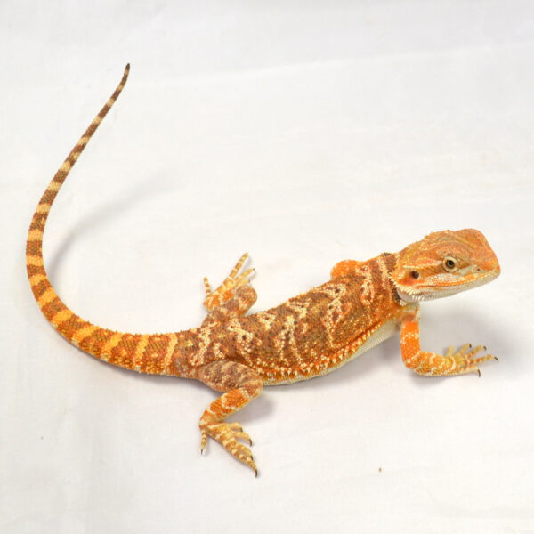 m&auml;nnliche Farb-Bartagame, eigene Nachzucht, Schlupf Juni 2026, 46 g, 26 cm, Pogona vitticeps