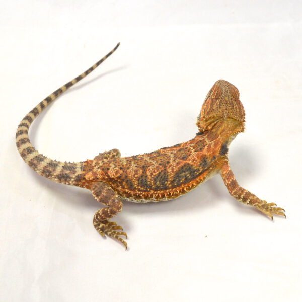 weibliche Farb-Bartagame, eigene Nachzucht, Schlupf Juni 2026, 60 g, 30 cm, Pogona vitticeps