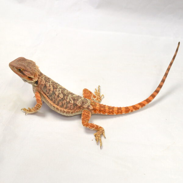 weibliche Farb-Bartagame, eigene Nachzucht, Schlupf Juni 2026, 41 g, 25 cm, Pogona vitticeps