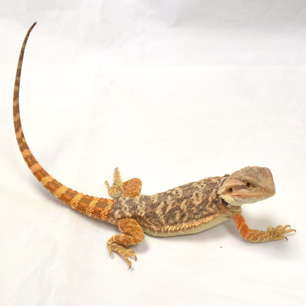 weibliche Farb-Bartagame, eigene Nachzucht, Schlupf Juni 2026, 49 g, 26 cm, Pogona vitticeps