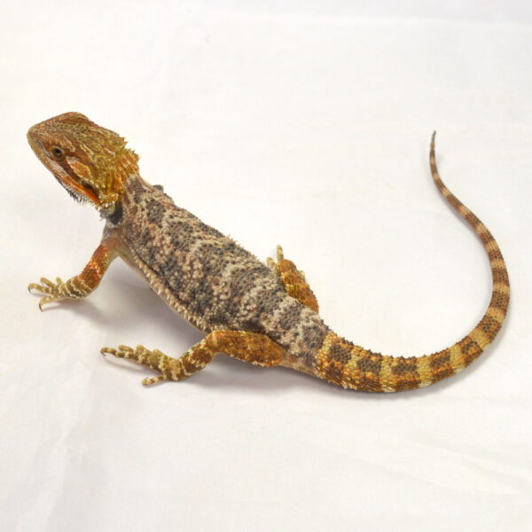m&auml;nnliche Farb-Bartagame, eigene Nachzucht, Schlupf Juni 2026, 46 g, 26 cm, Pogona vitticeps