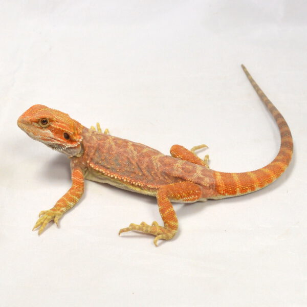 m&auml;nnliche Farb-Bartagame, eigene Nachzucht, Schlupf Juni 2026, 61 g, 29 cm, Pogona vitticeps