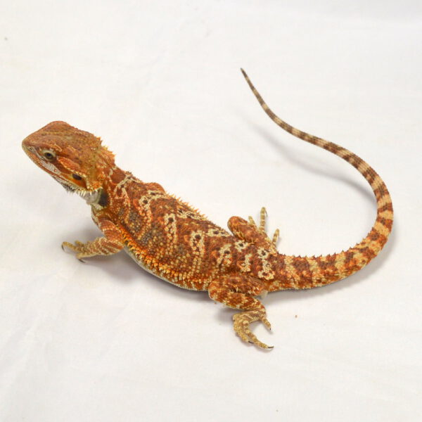 weibliche Farb-Bartagame, eigene Nachzucht, Schlupf Juni 2026, 44 g, 26 cm, Pogona vitticeps