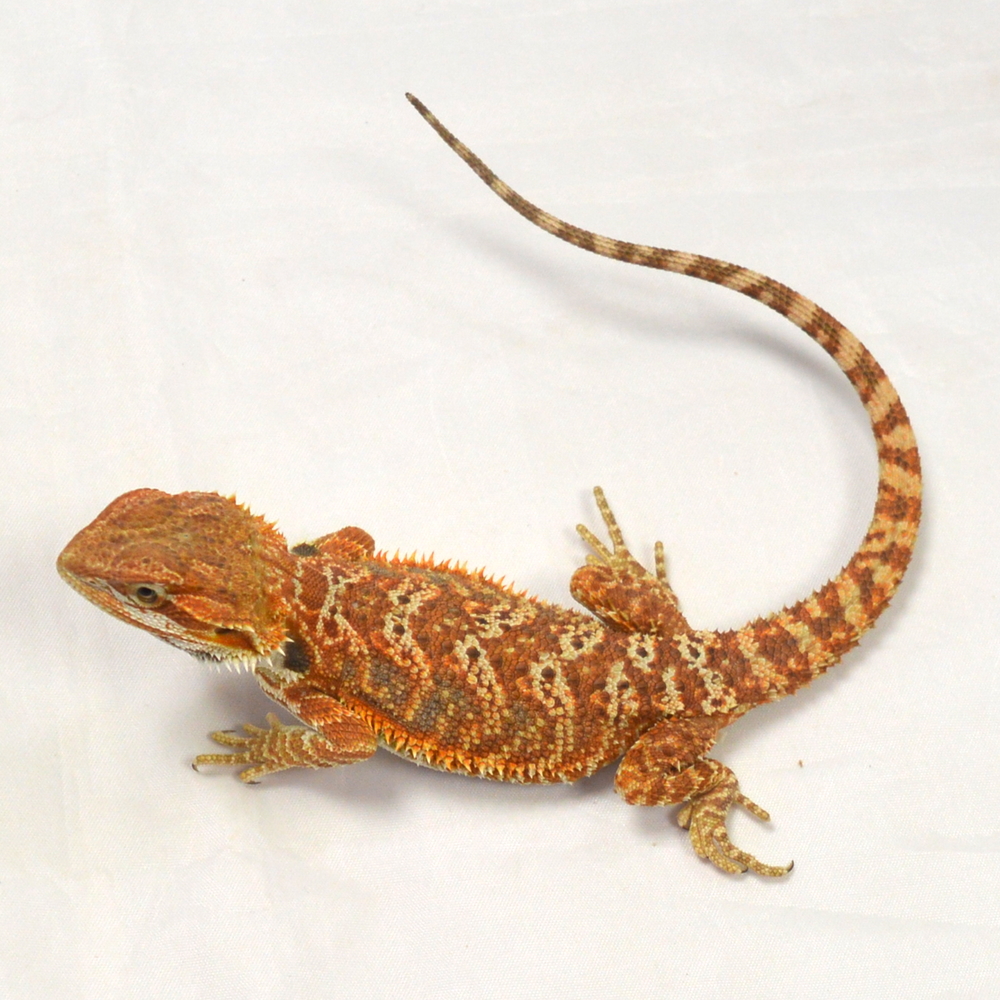 weibliche Farb-Bartagame, eigene Nachzucht, Schlupf Juni 2026, 44 g, 26 cm, Pogona vitticeps – Bild 3