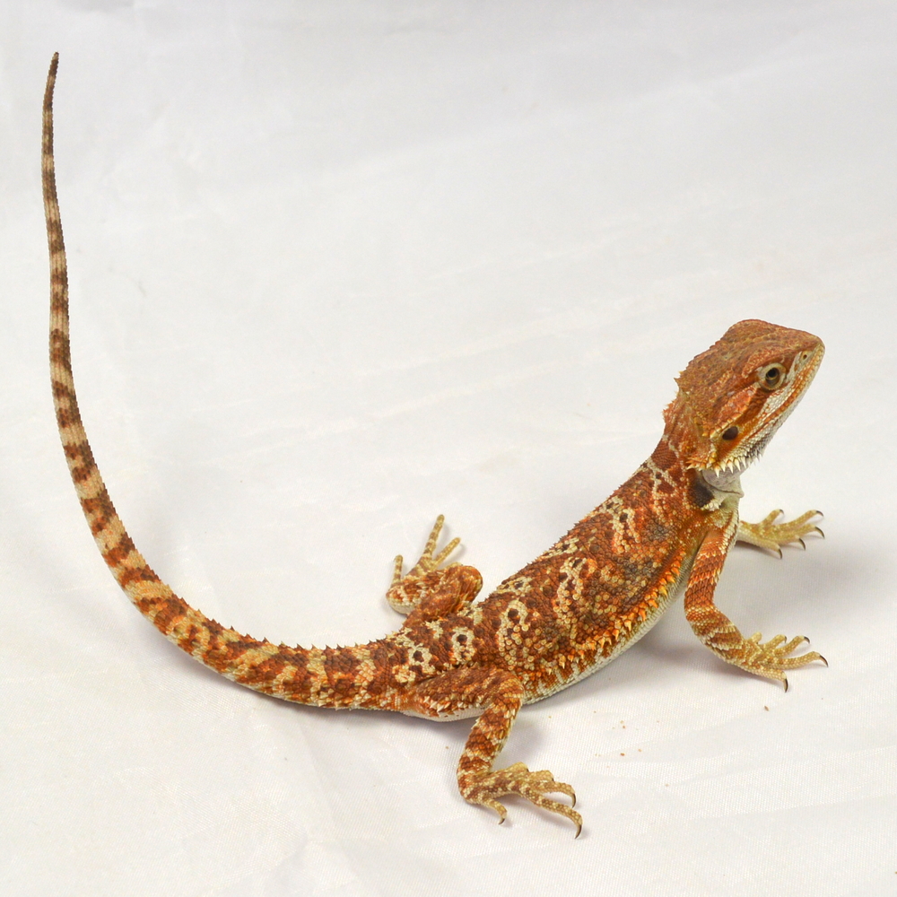 weibliche Farb-Bartagame, eigene Nachzucht, Schlupf Juni 2026, 44 g, 26 cm, Pogona vitticeps – Bild 2