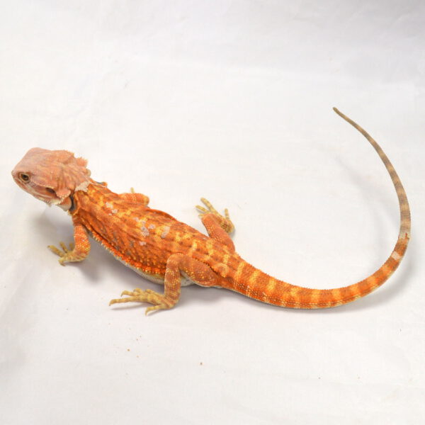 m&auml;nnliche Farb-Bartagame, eigene Nachzucht, Schlupf Juni 2026, 51 g, 29 cm, Pogona vitticeps