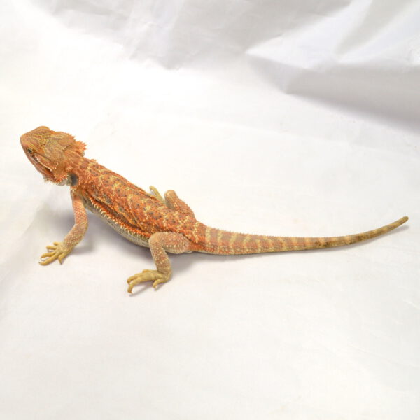 m&auml;nnliche Farb-Bartagame, eigene Nachzucht, Schlupf Juni 2026, 67 g, 27 cm, Pogona vitticeps