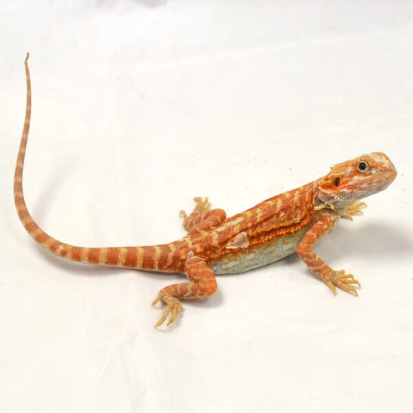 weibliche Farb-Bartagame, eigene Nachzucht, Schlupf Juni 2026, 45 g, 27 cm, Pogona vitticeps
