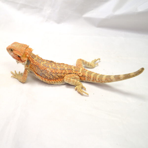 m&auml;nnliche Farb-Bartagame, eigene Nachzucht, Schlupf Mai 2026, 95 g, 24 cm, Pogona vitticeps