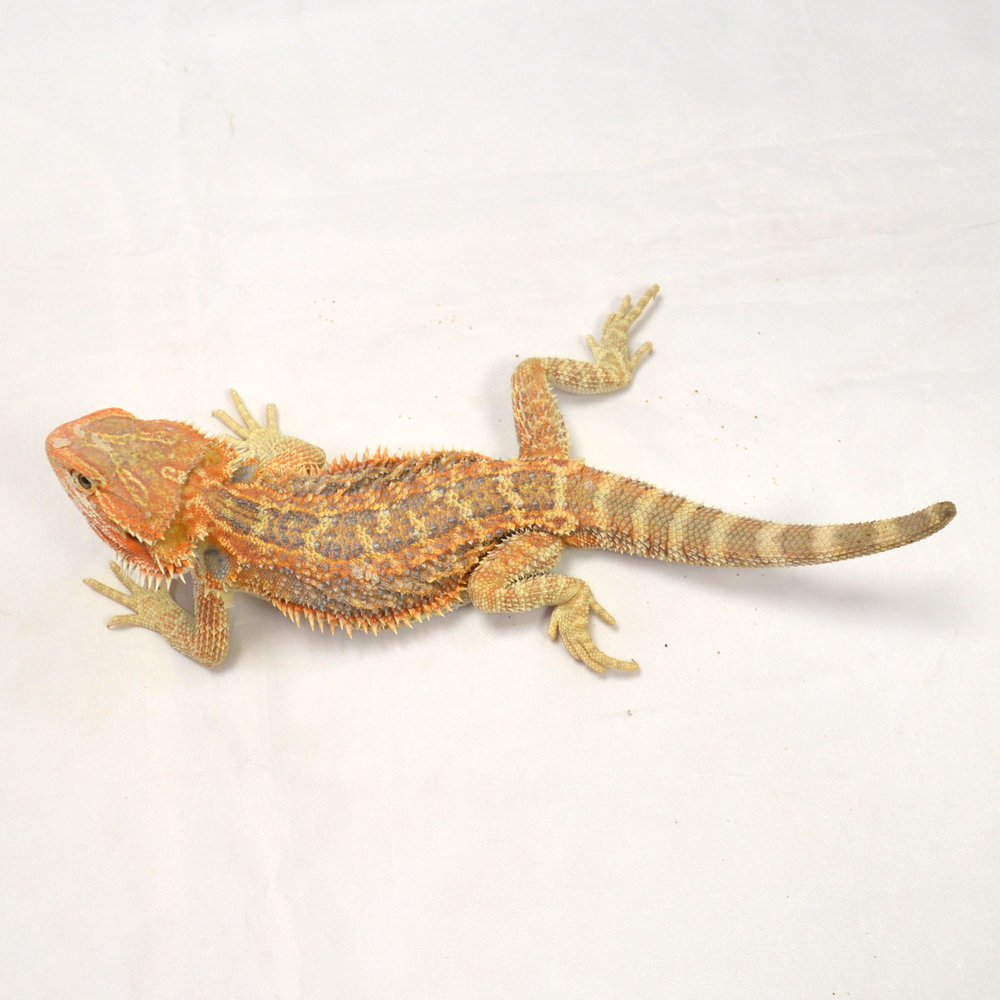 männliche Farb-Bartagame, eigene Nachzucht, Schlupf Mai 2026, 95 g, 24 cm, Pogona vitticeps – Bild 3