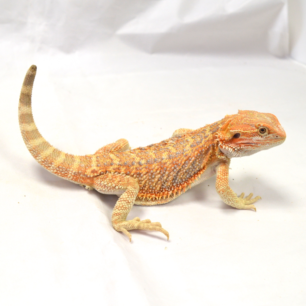 männliche Farb-Bartagame, eigene Nachzucht, Schlupf Mai 2026, 95 g, 24 cm, Pogona vitticeps – Bild 2