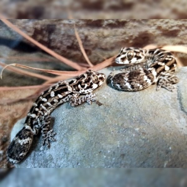 weiblicher Viperngecko, eigene Nachzucht, Schlupf Juni 2026, Hemidactylus imbricatus