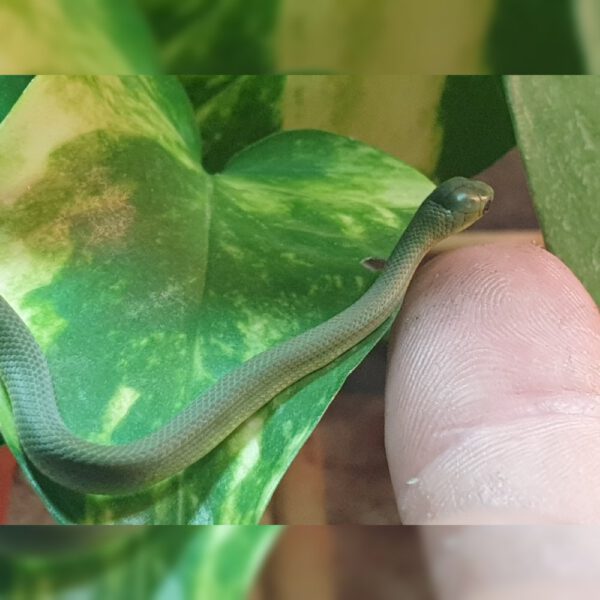 Raue Grasnatter, eigene Nachzucht, Opheodrys aestivus