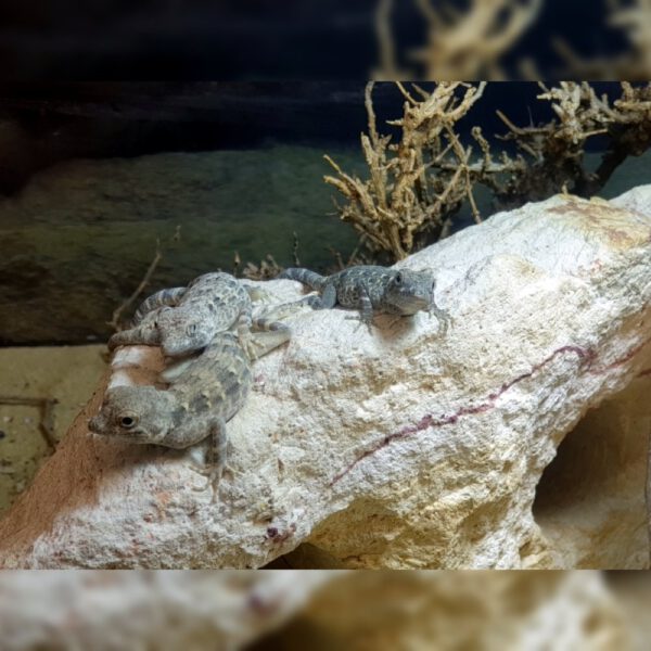 weiblicher Skorpionschwanzgecko, eigene Nachzucht, Schlupf Mai 2026, Pristurus carteri Masirah Island