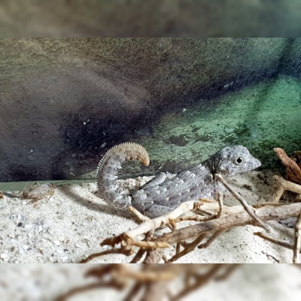 männlicher Skorpionschwanzgecko, eigene Nachzucht, Schlupf November 2025, Pristurus carteri Masirah Island