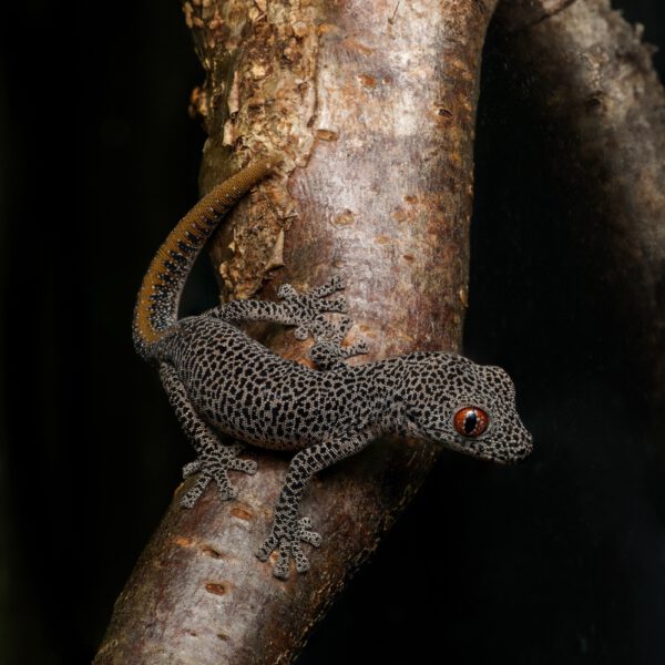 männlicher Goldschwanzgecko, eigene Nachzucht, Schlupf Juli 2024, Strophurus taenicauda