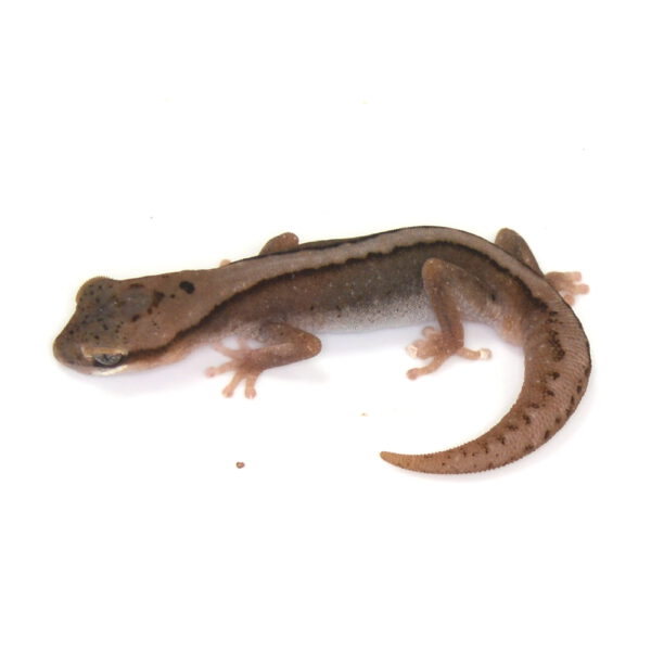 m&auml;nnlicher Australischer Steingecko, eigene Nachzucht, Schlupf Juni 2024, Diplodacytlus granariensis rex