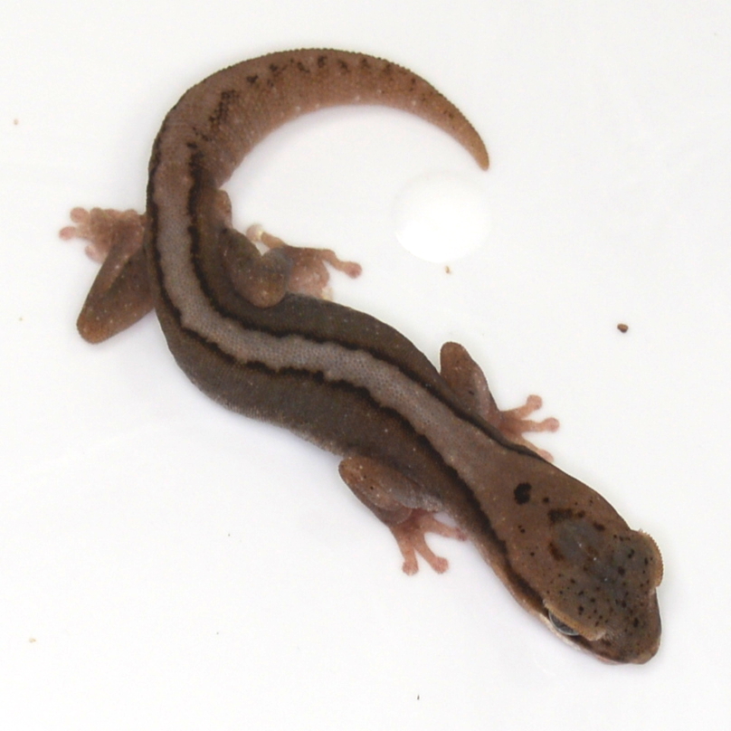 männlicher Australischer Steingecko, eigene Nachzucht, Schlupf Juni 2024, Diplodacytlus granariensis rex – Bild 2