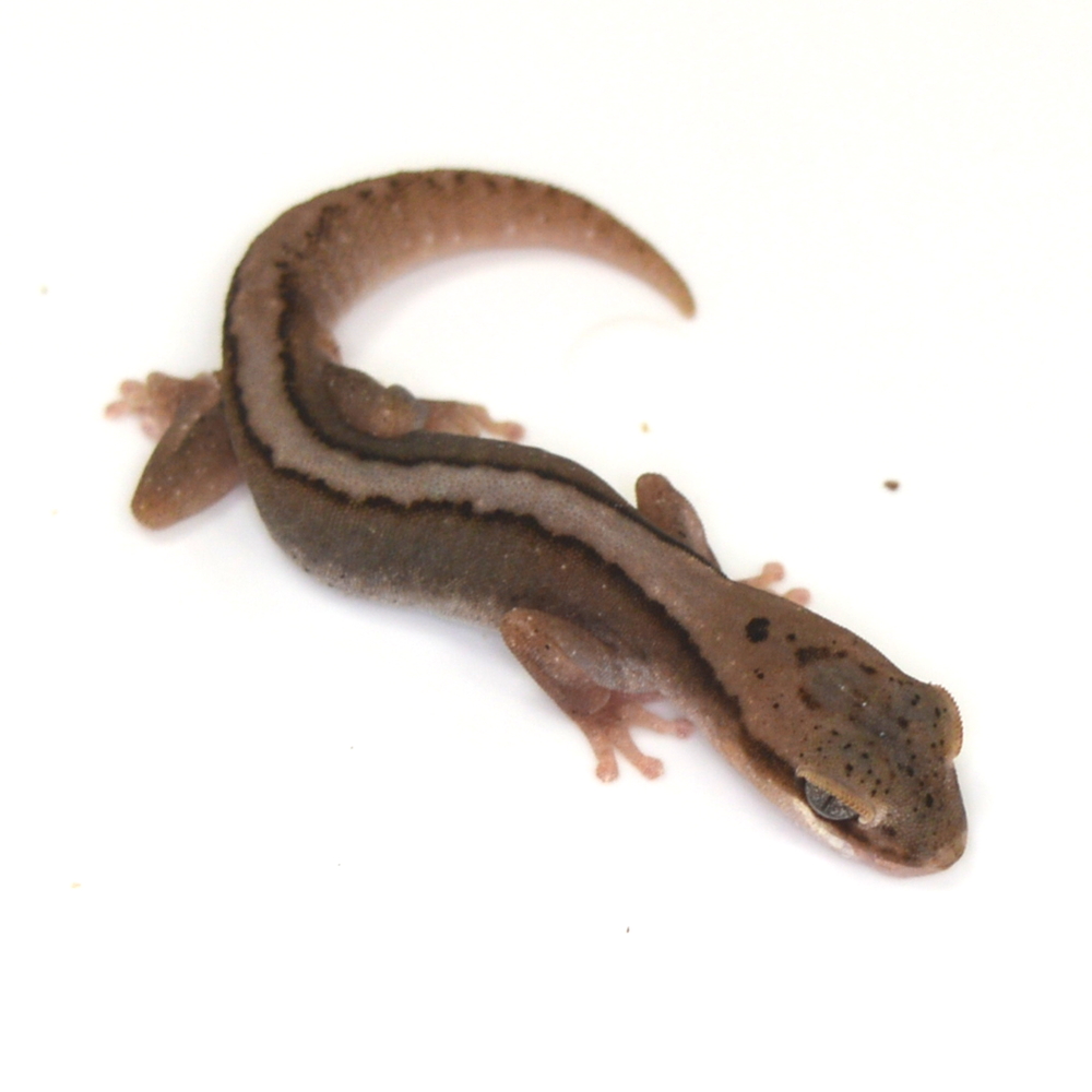 männlicher Australischer Steingecko, eigene Nachzucht, Schlupf Juni 2024, Diplodacytlus granariensis rex – Bild 3